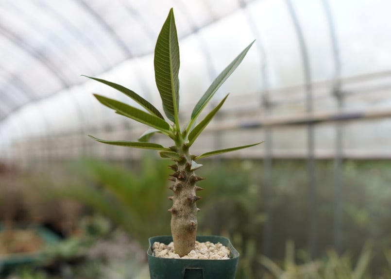 パキポディウム バロニー NO.2 | mana's farm:塊根植物・アガベ