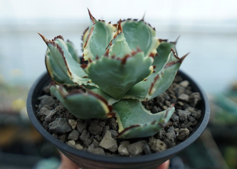 アガベ 兜蟹錦 連棘 Agave isthmensis “Kabutogani” varieg