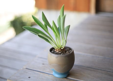 鉄甲丸　Euphorbia bupleurifolia