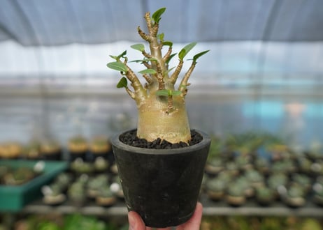 アデニウム　Adenium　No.13