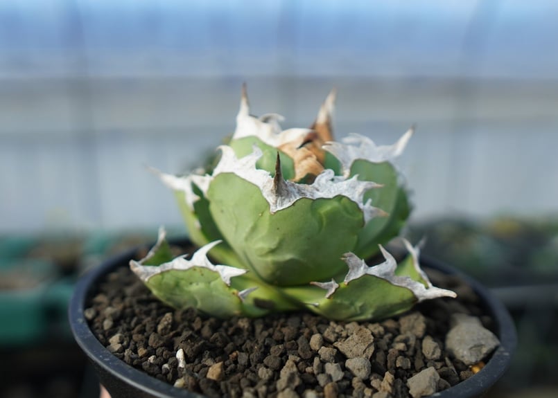 アガベ チタノタ 螃蟹 Agave titanota Crab | mana's farm:塊