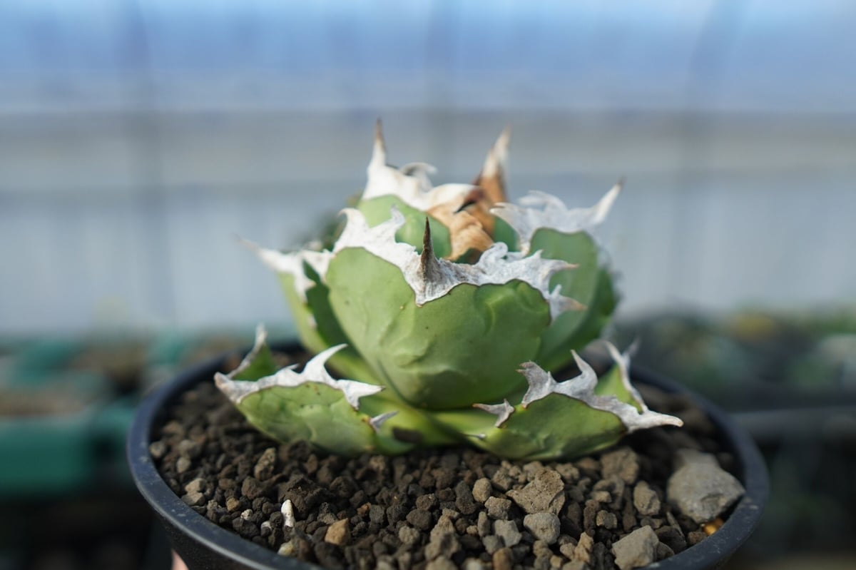 アガベ チタノタ 螃蟹 Agave titanota Crab | mana's farm:塊