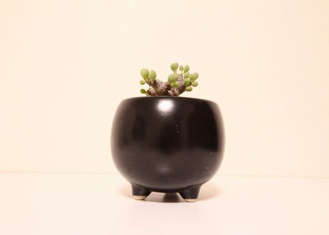 オトンナ クラビフォリア Othonna clavifolia
