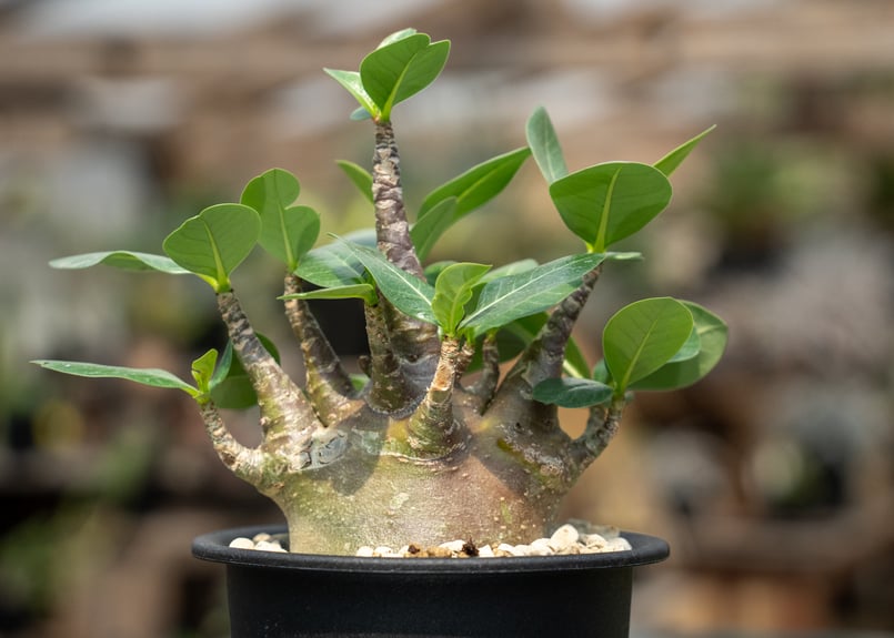 アデニウム モンスター | mana's farm:塊根植物・アガベ・ドライ