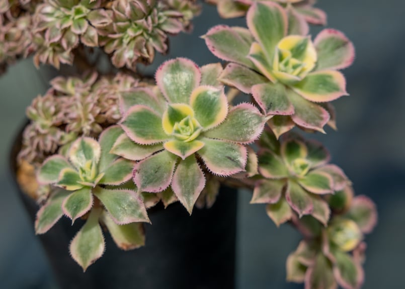 アエオニウム サンバースト 綴化 | mana's farm:塊根植物・アガベ