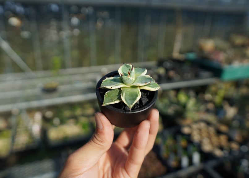 抜き苗】アガベ クリームスパイク Agave Cream Spike | mana's fa