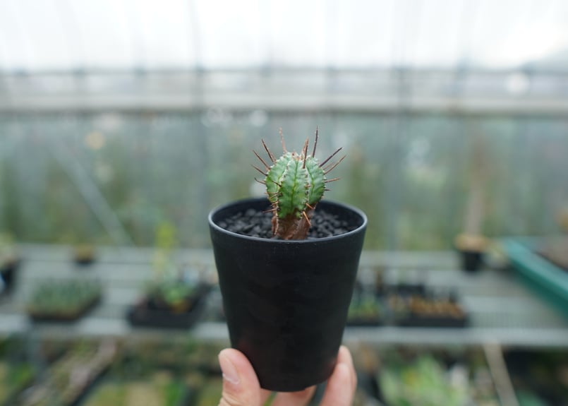 ユーフォルビア ホリダ マジョール Euphorbia horrida major | man