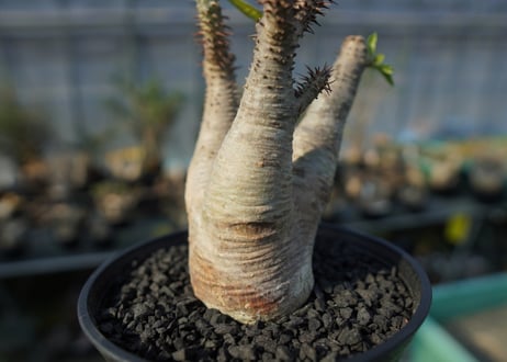 パキポディウム マカイエンセ　Pachypodium makayense　No.4