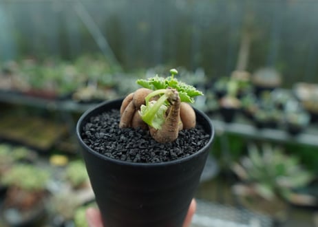 オトンナ　チュベローサ　Othonna tuberosa No.1