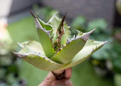Agave Sowing seeds A NO.2