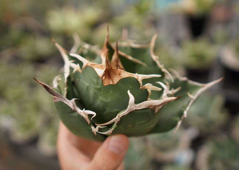 アガベ チタノタ 白鯨 NO.11 | mana's farm:塊根植物・アガベ