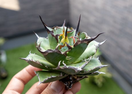 Agave ハデス 黒獄 Ｂ NO.1