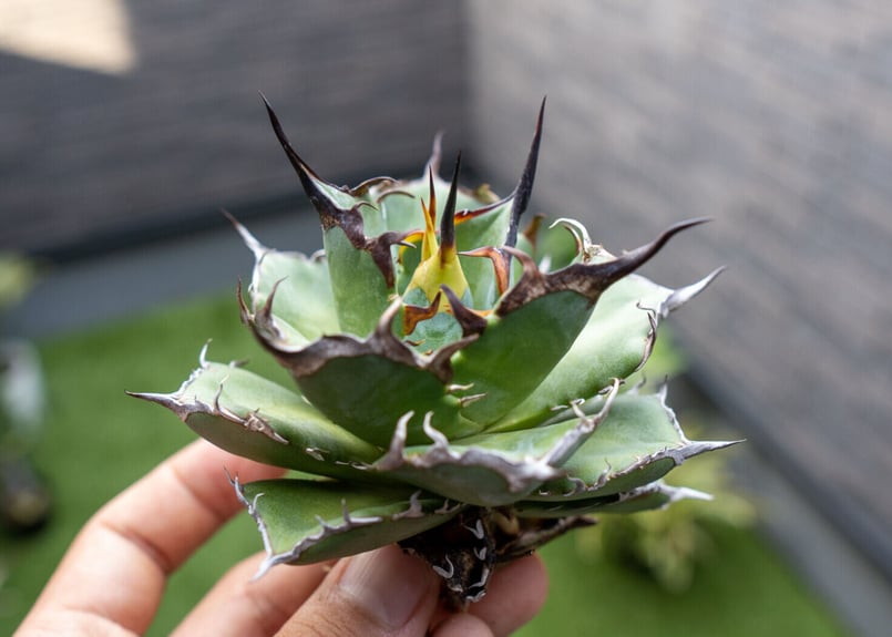 Agave ハデス 黒獄 B NO.1 | mana 