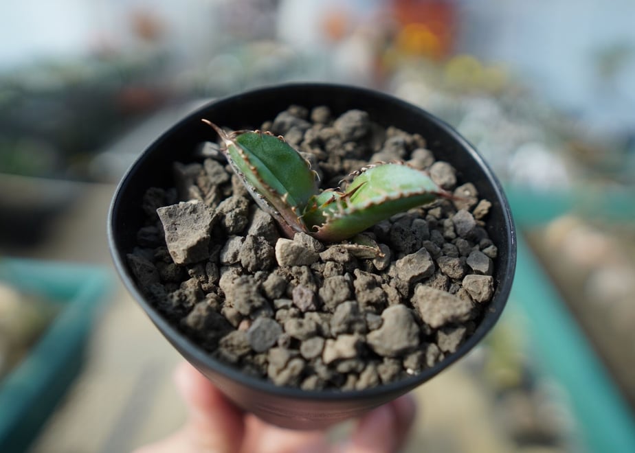6409173fc42deb34ec6ad91d
