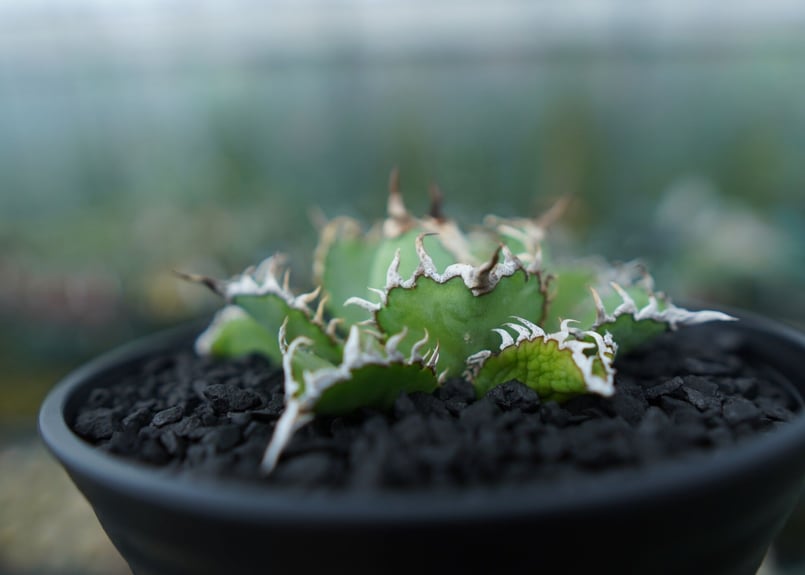 アガベ チタノタ フィリグリー agave titanota filigree No.4 |