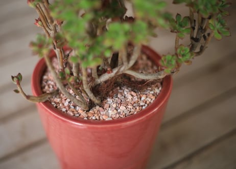 小人の祭り　Aeonium sedifolium