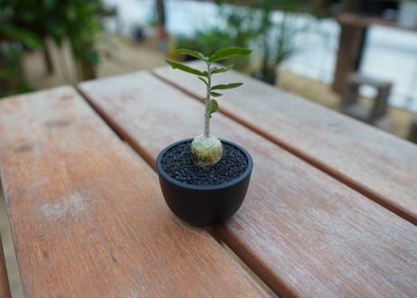 フォッケア　火星人　沖縄実生株