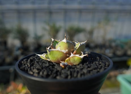 アガベ チタノタ シーザー agave titanota caesar