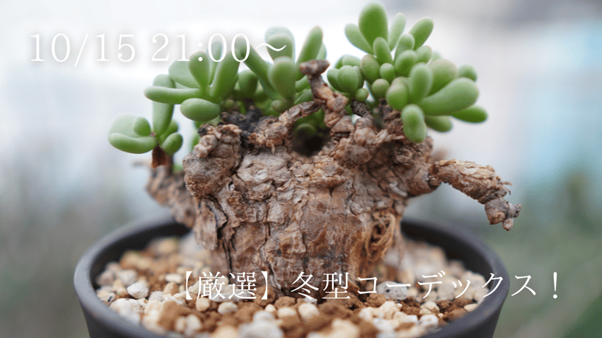 チレコドン ワリチー 冬型塊根植物 冬型コーデックス 凝らさ チレコドン ワリチー 冬型塊根植物 冬型コーデックス 凝らさ