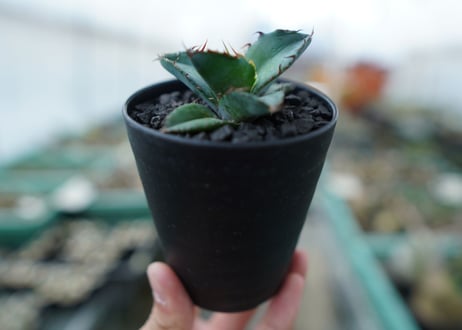 アガベ　チタノタ　 ブラックアンドブルー 　Agave titanota black and blue　No.7