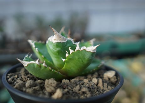 アガベ　チタノタ　ホワイトファイヤー　agave titanota white fire　白火焔　 A2