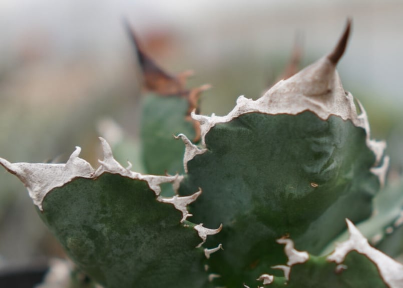 Agave White flame B 白火焔 NO.2 | mana's farm:塊根植