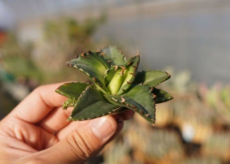 agave titanota ソーラーエクリプス　 NO.4