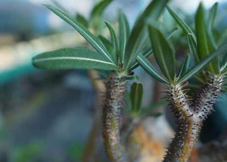 パキポディウム　グラキリス　 Pachypodium Gracilius  No.1