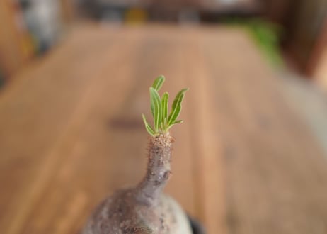 パキポディウム　グラキリス　 Pachypodium Gracilius