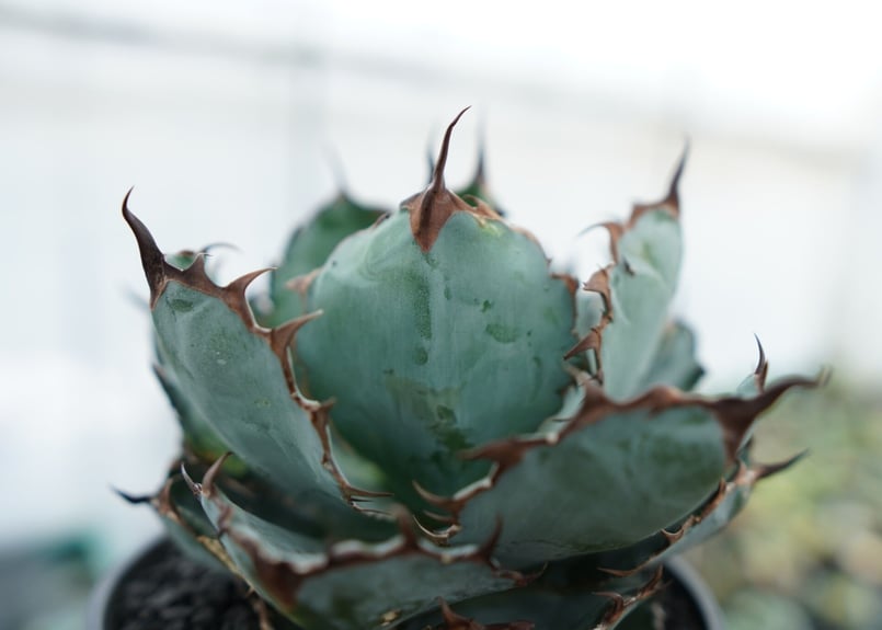 アガベ チタノタ ブラックアンドブルー Agave titanota black and