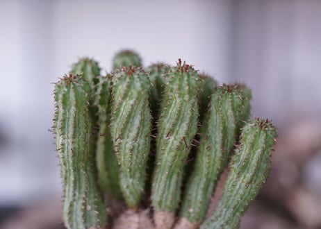 Euphorbia submamillaris