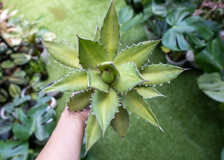 Agave kercovei x titanota NO.2