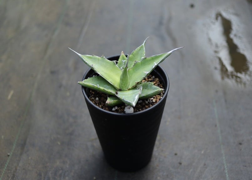 アガベ キシロナカンサ | mana's farm:塊根植物・アガベ・ドライ