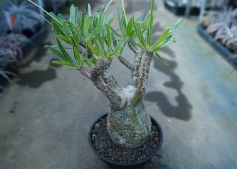 CATEGORY 特選株 | mana's green:塊根植物販売|マナズグリーン CATEGORY 特選株 | mana's green:塊根植物販売|マナズグリーン