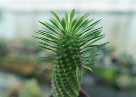ユーフォルビア　ソテツキリン "パイナップルコーン"　Euphorbia sotetsukirin  No.7