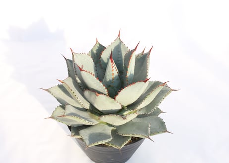Agave dragontoes  アガベ　ドラゴントゥース