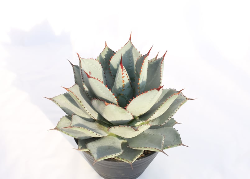 Agave dragontoes アガベ ドラゴントゥース | mana's farm:塊根