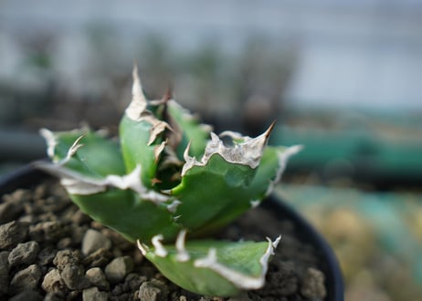 アガベ　チタノタ　ホワイトファイヤー　agave titanota white fire　白火焔　 A2