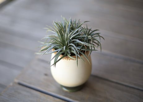 ディッキア　コルスタミネア　Dyckia choristaminea