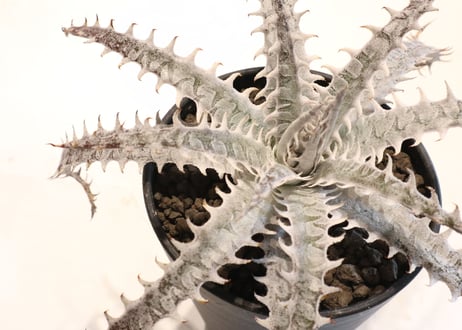 Dyckia HB Tarzan X HB Dancing Dervish