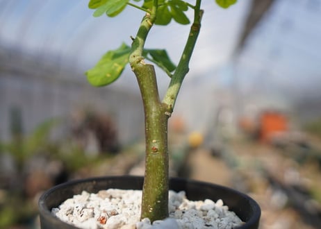 アデニア　グラウカ　Adenia glauca