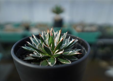 アガベ　フィリフェラ　シディゲラ　agave filifera ssp. schidigera 　No.1