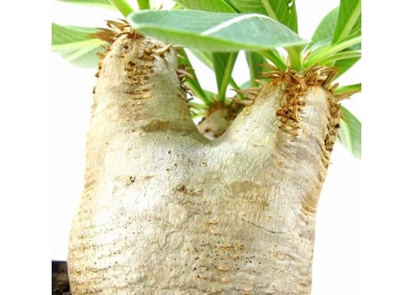 Pachypodium eburneum 　パキポディウム エブレネウム №１
