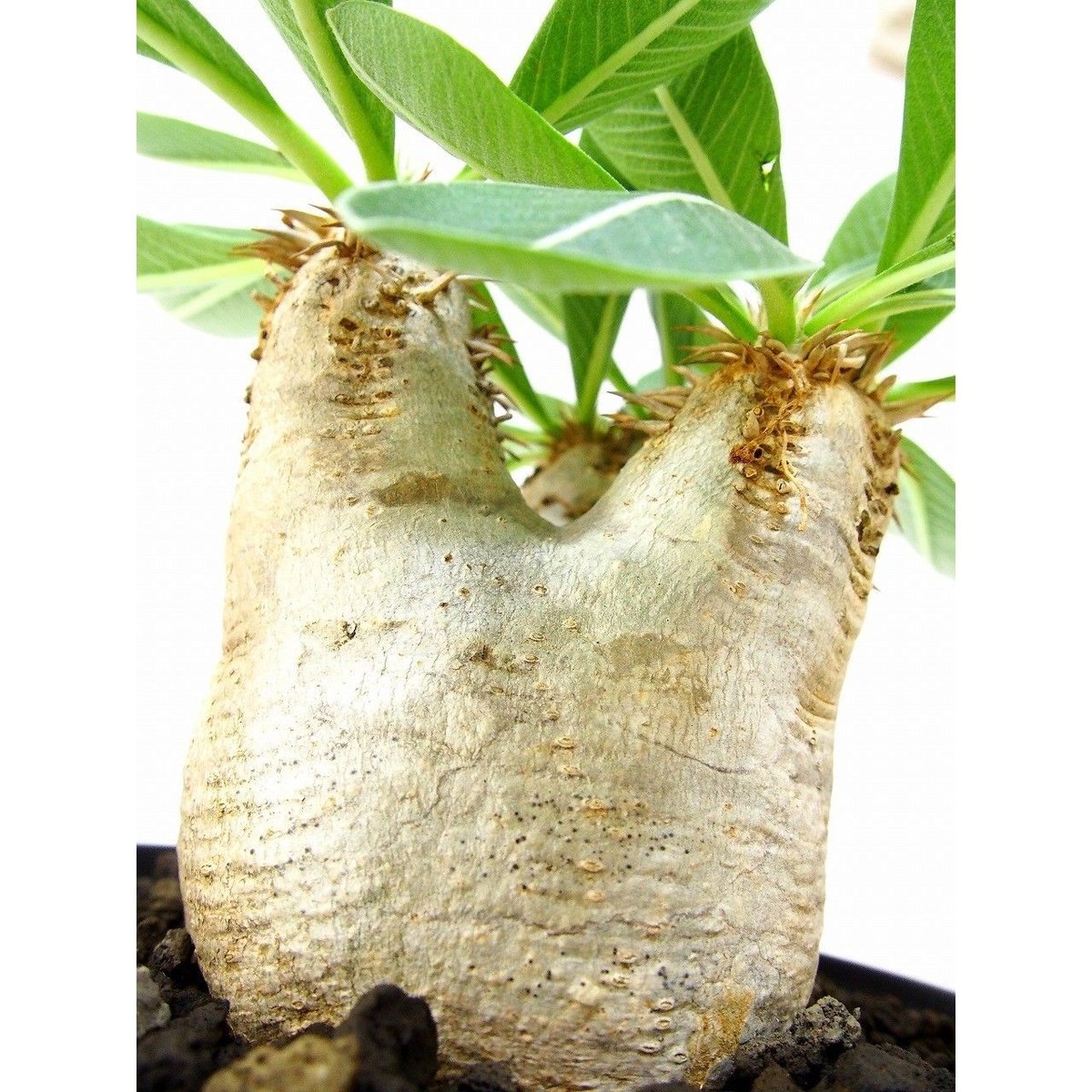 Pachypodium eburneum パキポディウム エブレネウム №1 | mana'