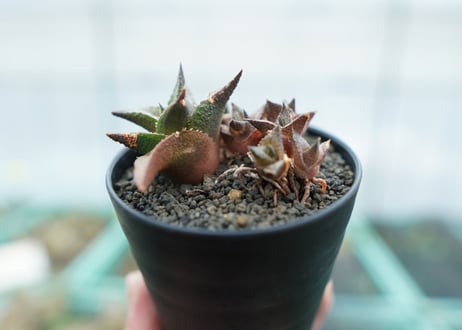 ハオルチア　竜鱗　Haworthia tessellata