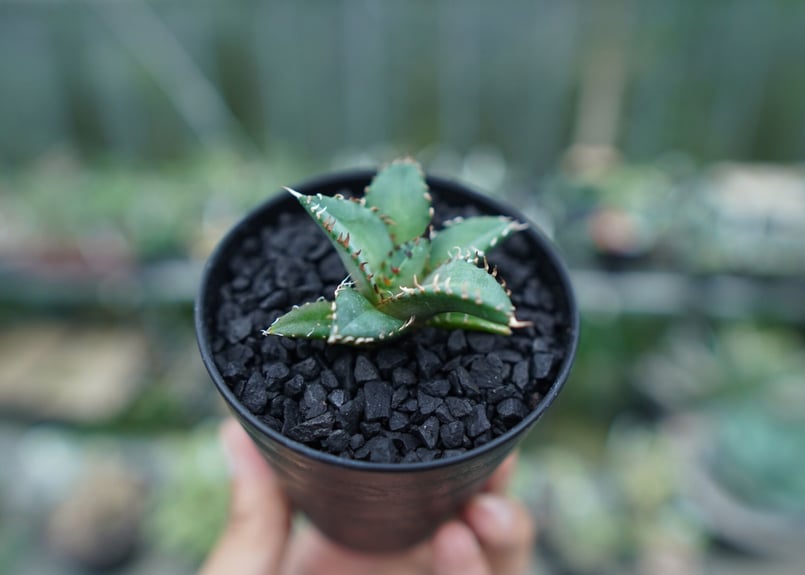 アガベ チタノタ FO-76 Agave titanota FO-76 No.5 | man