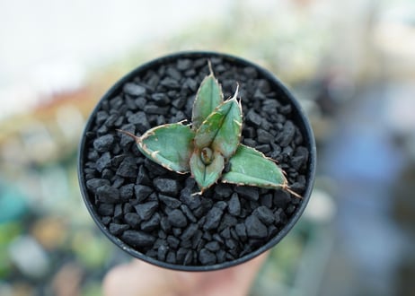 アガベ　チタノタ　 ブラックアンドブルー 　Agave titanota black and blue　No.7