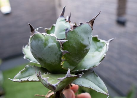 Agave B&B  №4