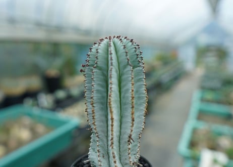 ユーフォルビア　ホリダ　スノーフレーク　Euphorbia horrida "Snowflake"