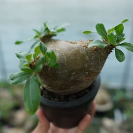 人気の恵比寿大黒と個性的なマカイエンセをアップします。 | mana's